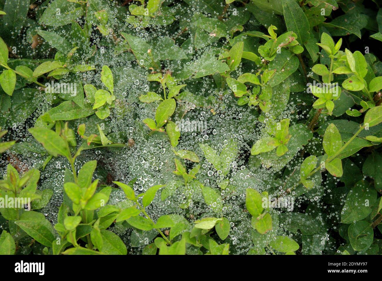 Green leaves water splashing hi-res stock photography and images - Alamy