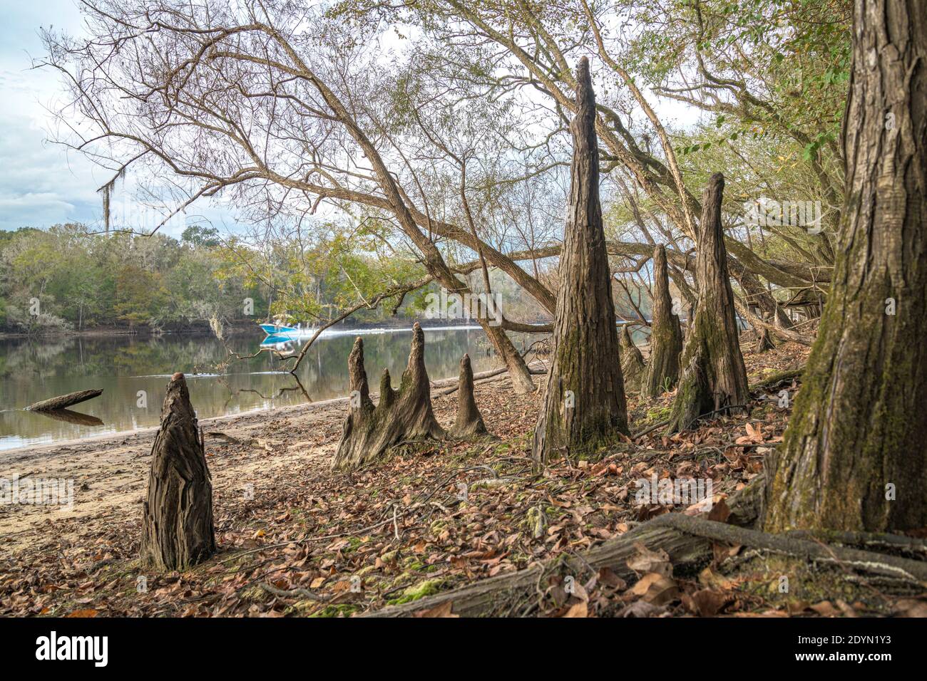 Cypress kneees, Suwanee River shore, autumn, near Bell, FLorida Stock Photo