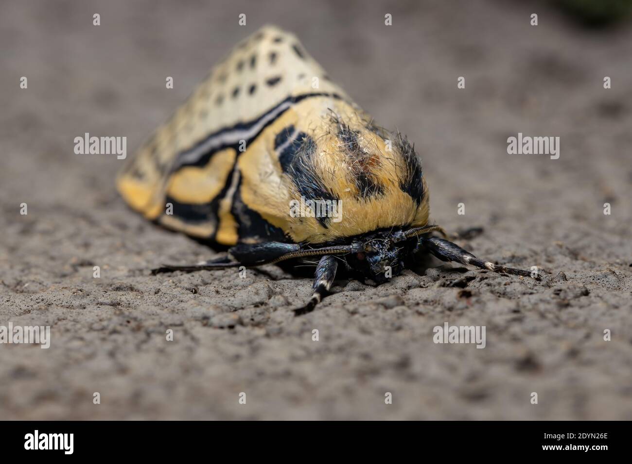 Adult Hieroglyphic Moth of the species Diphthera festiva Stock Photo