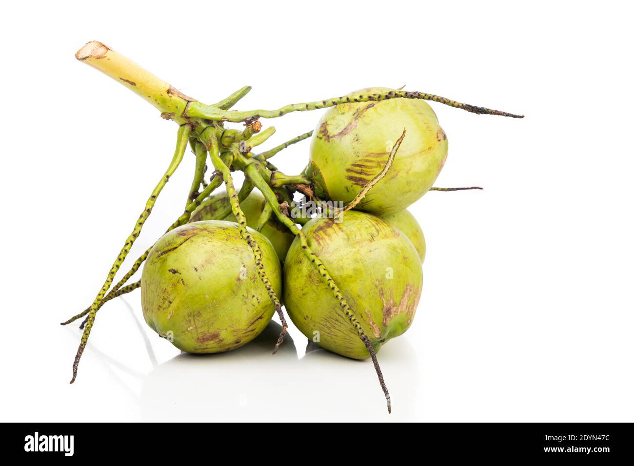 Bunch of young coconut fruits with stem on white background Stock Photo Alamy