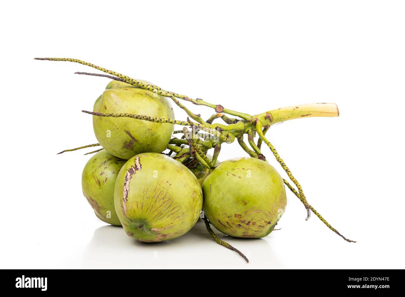 Bunch of young coconut fruits with stem on white background Stock Photo Alamy