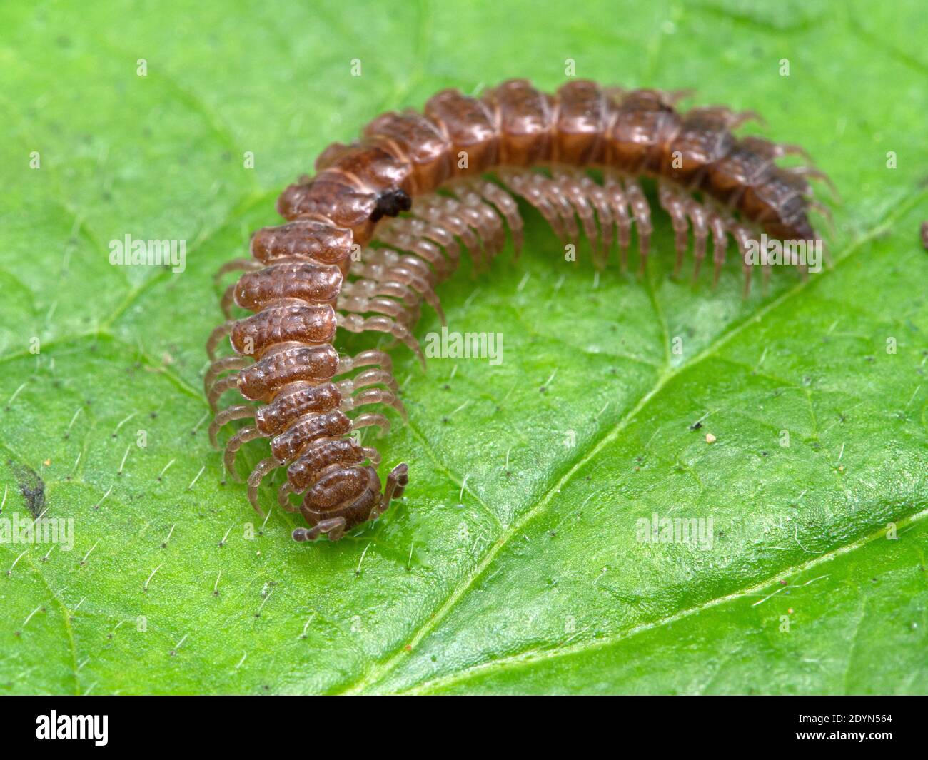 close-up of a flat-backed millipede (Polydesmus) crawling on a green leaf in Delta, British Columbia, Canada Stock Photo