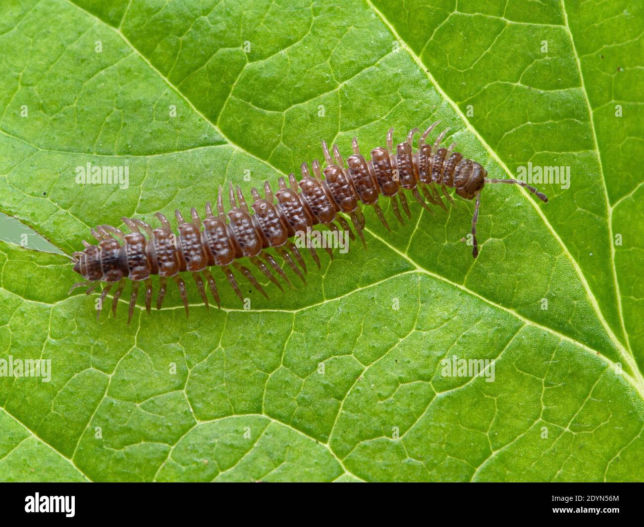 flat-backed millipede (Polydesmus) seen from above, crawling on a green leaf in Delta, British Columbia, Canada Stock Photo