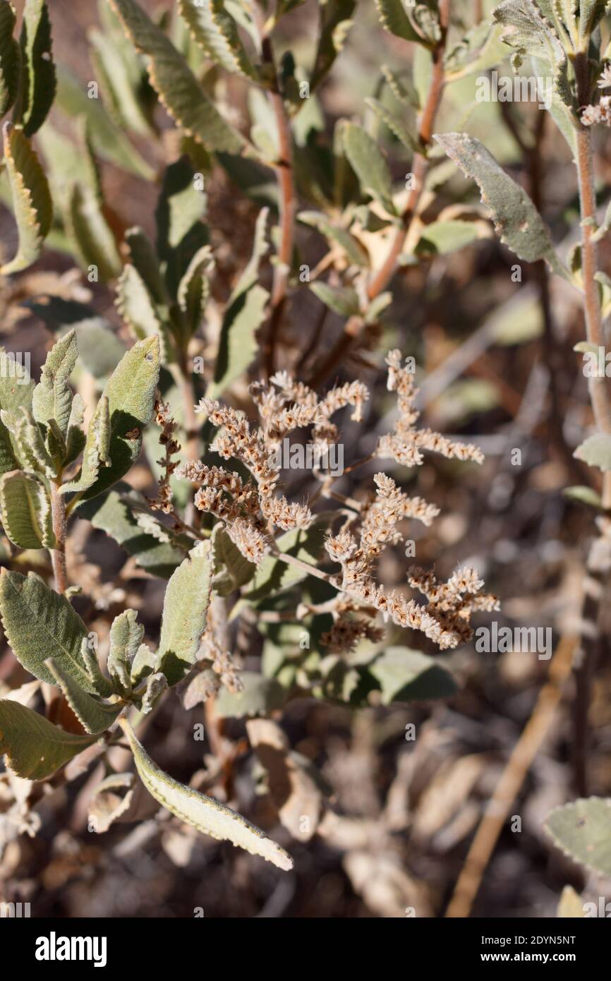 Tan capsule fruit, Thickleaf Yerba Santa, Eriodictyon Crassifolium, Boraginaceae, native shrub, San Jacinto Mountains, Peninsular Ranges, Autumn. Stock Photo