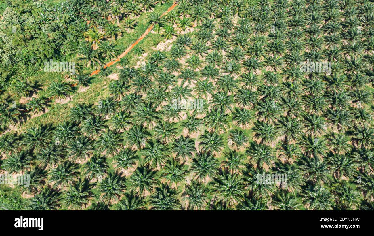 Aerial view oil palm coconut hi-res stock photography and images - Alamy