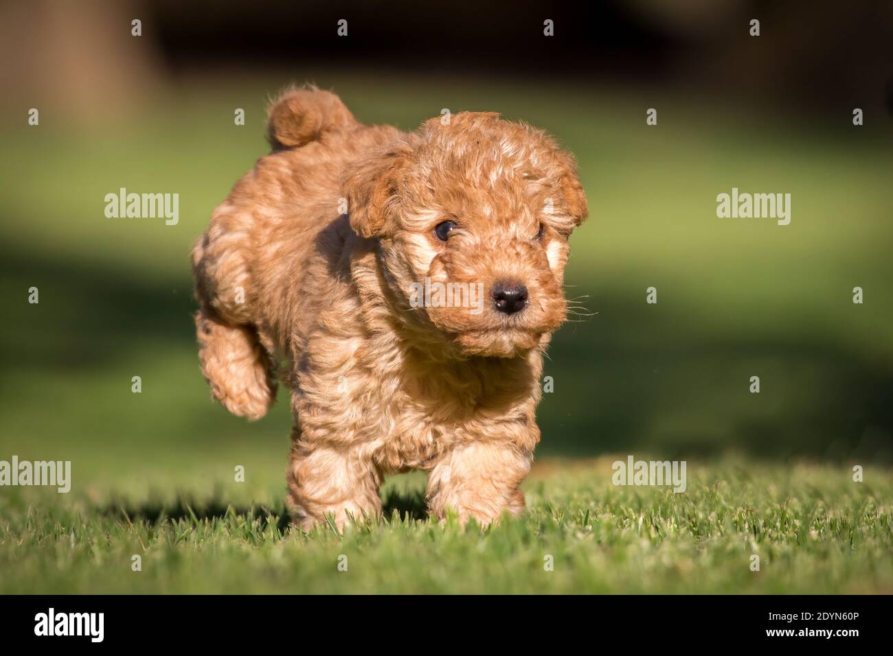 Cute red Lakeland Terrier puppy running on green grass. Stock Photo