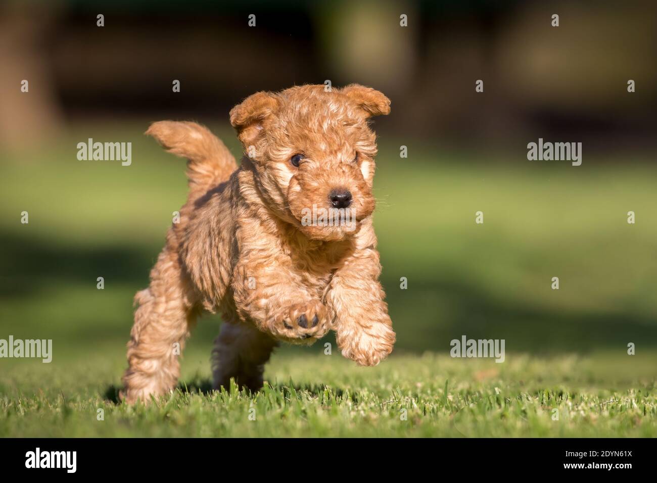 Cute red Lakeland Terrier puppy running on green grass. Stock Photo