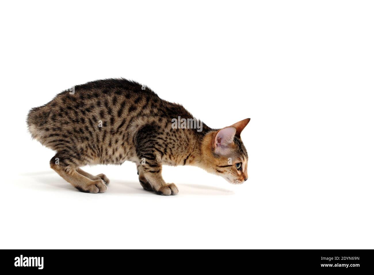 Purebred smooth-haired kitten on a white background Stock Photo