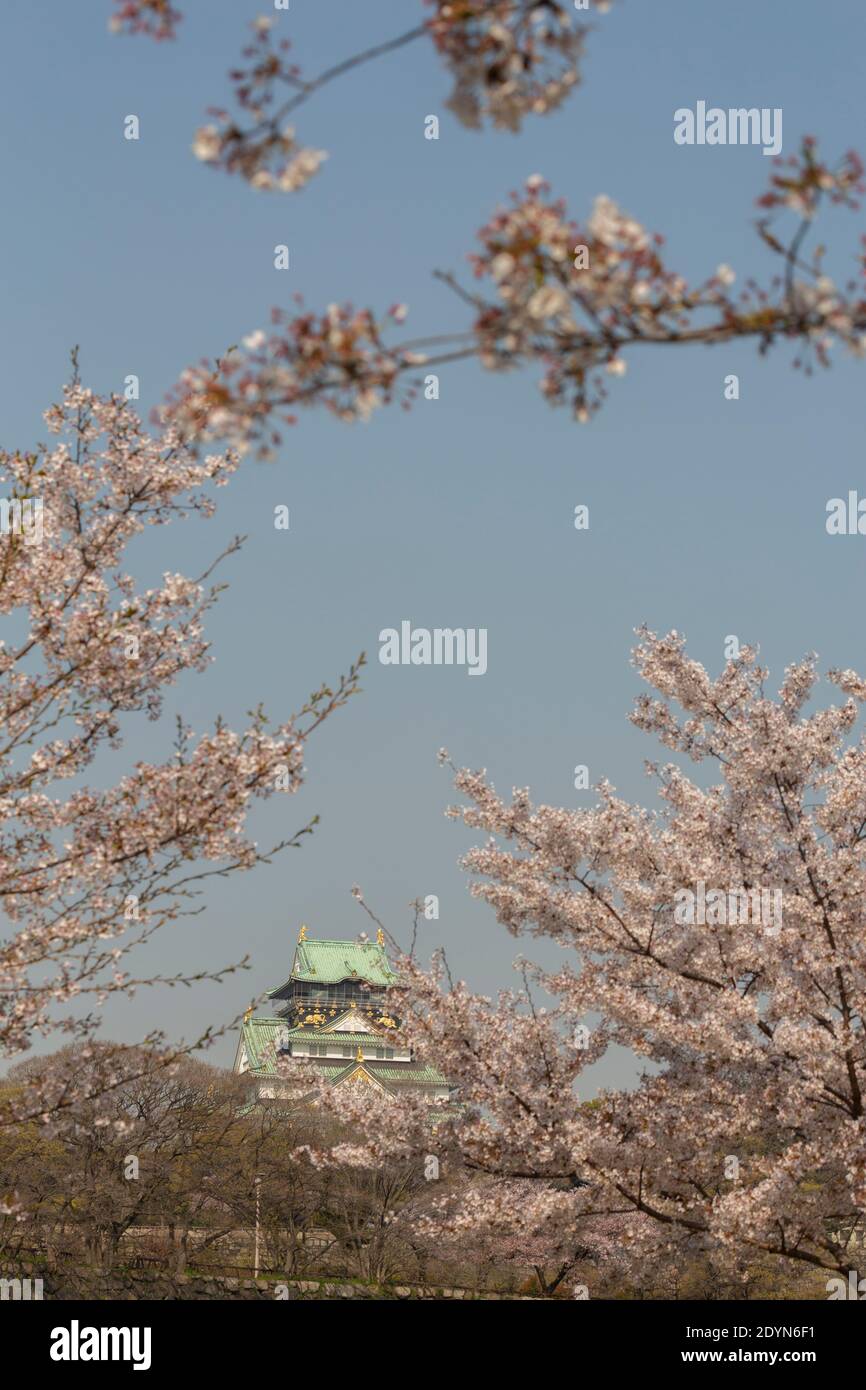 Osaka Castle Amidst Cherry Blossoms Stock Photo Alamy