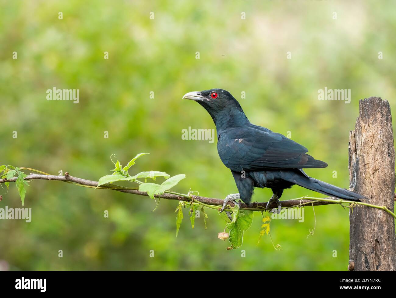 koel bird