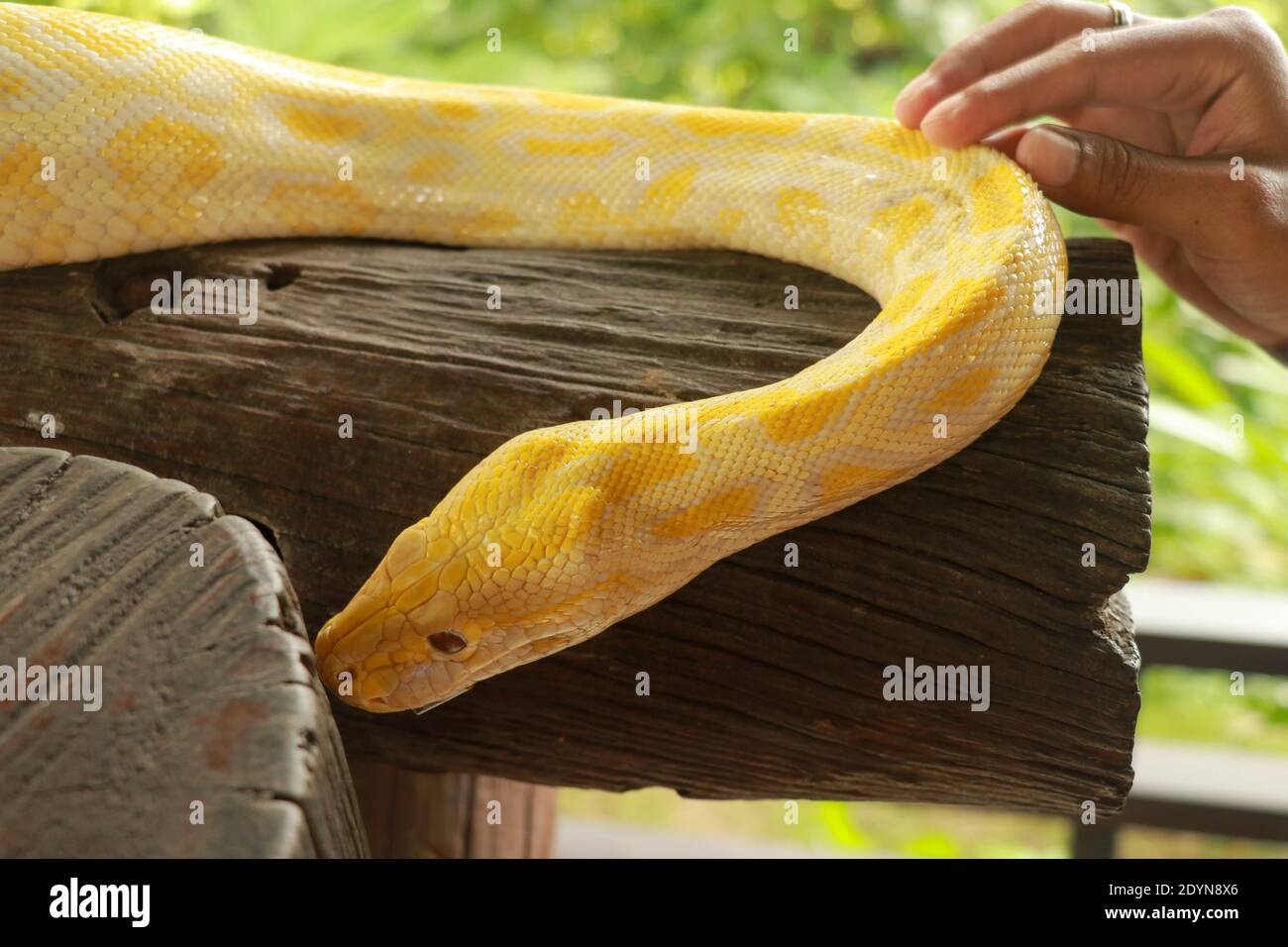 Hand touch Python focus selective. Hand touch the skin of a Python ...