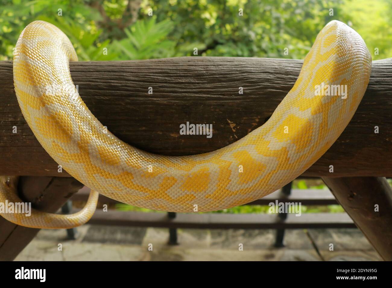 Python molurus bivittatus albino. Adult individual snake strangler on ...