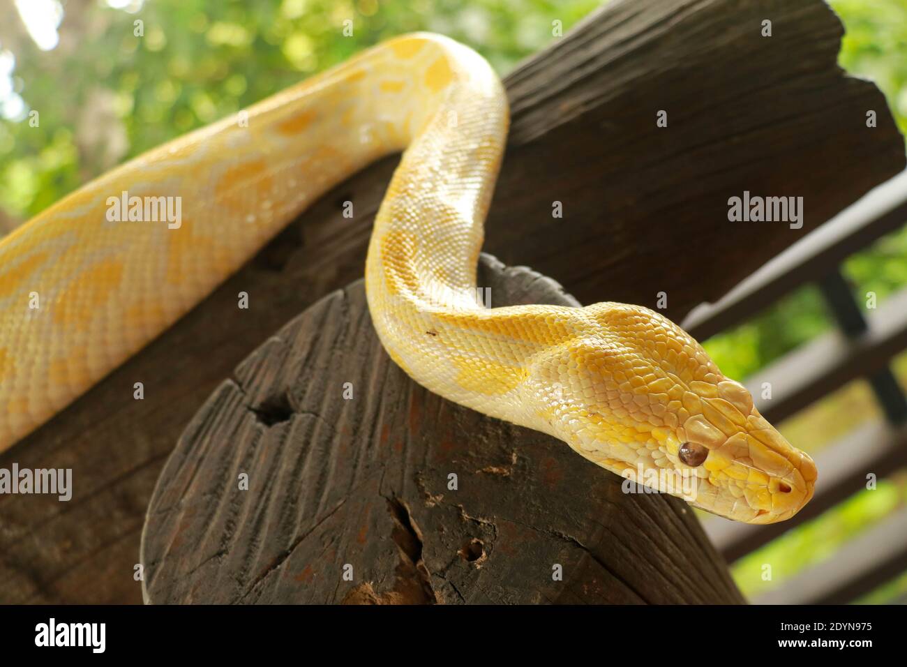 Young yellow Burmese python close up. Albino Python bivittatus crawls ...