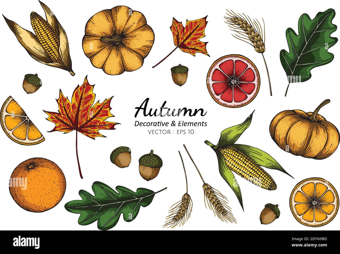 Collection set of autumn flower and leaves drawing illustration. Stock Vector