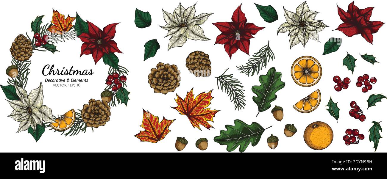 Collection set of Christmas decorative flower and leaves drawing illustration. Stock Vector