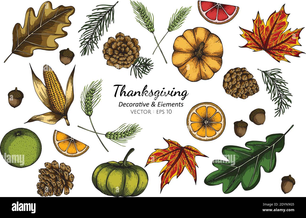 Collection set of thanksgiving decorative flower and leaves drawing illustration. Stock Vector