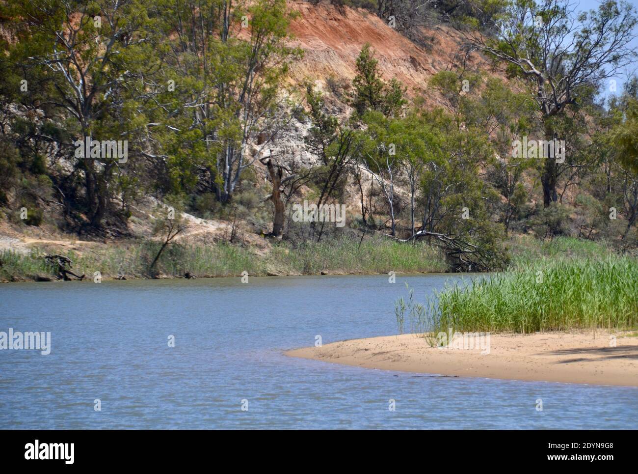 Wilderness bend in the Murray River with red sand cliffs and a white sandy beach with green reeds near Mildura in Australia Stock Photo