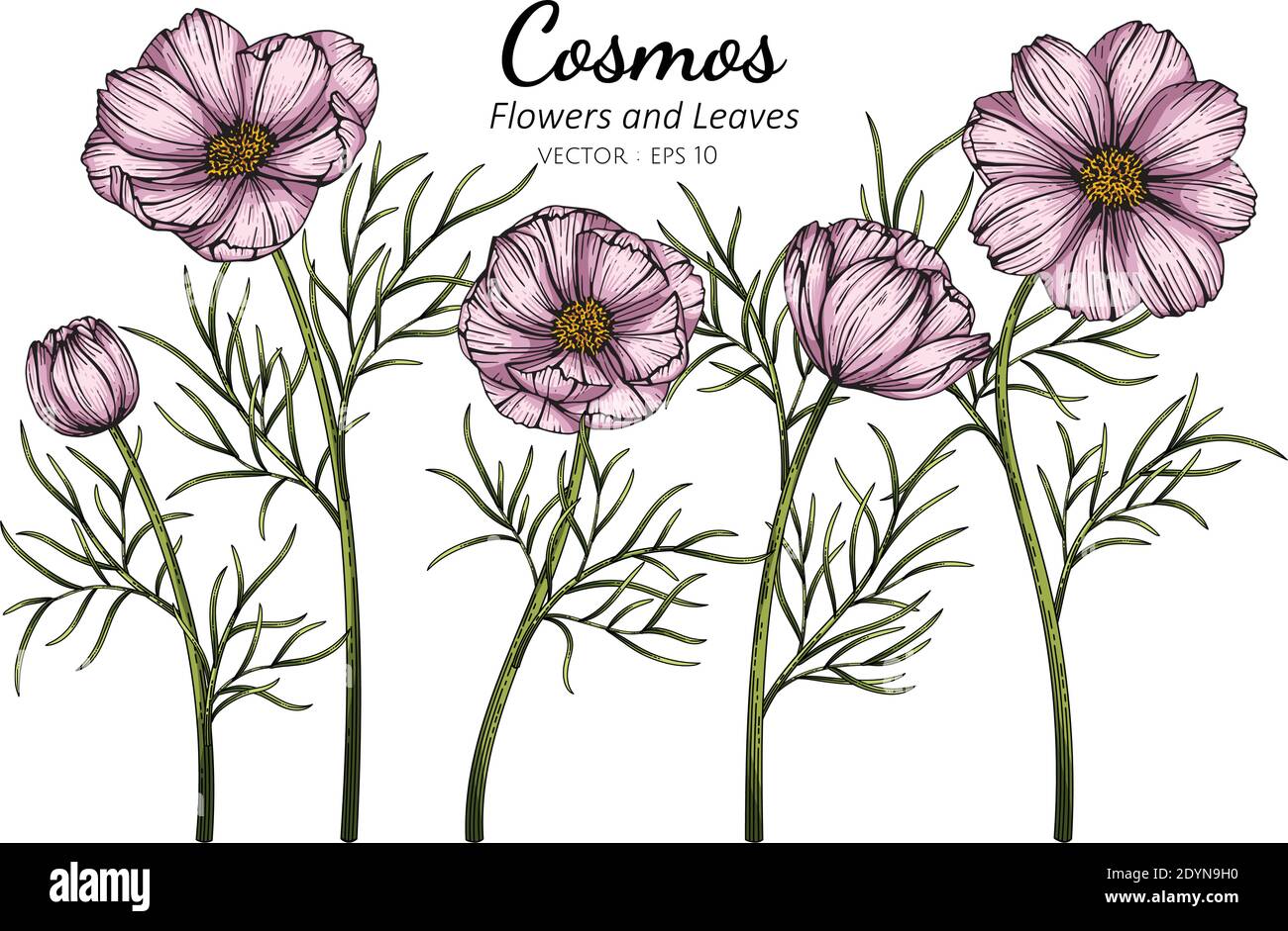 Pink Cosmos flower and leaf drawing illustration with line art on white ...