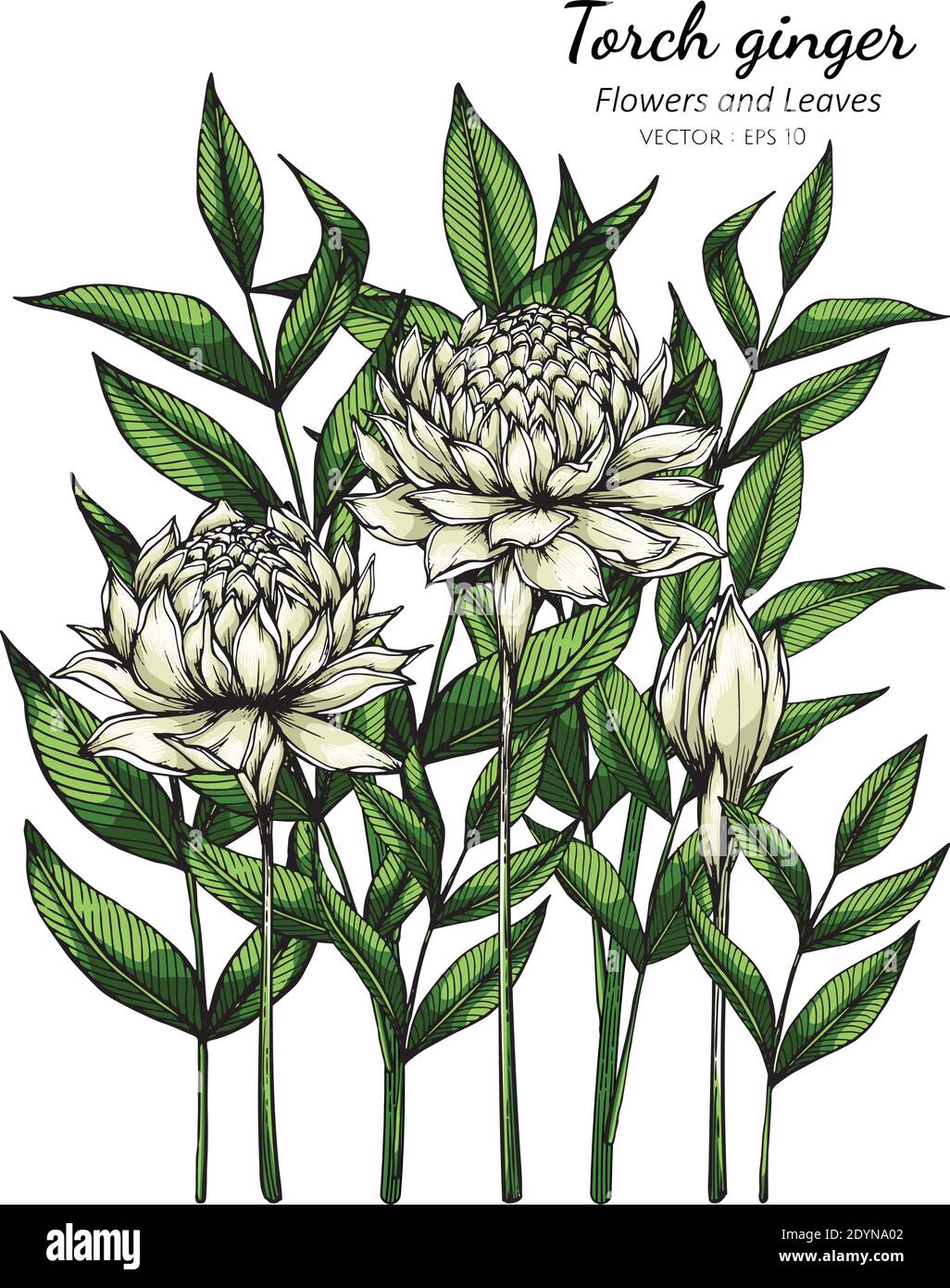White Torch ginger flower and leaf drawing illustration with line art