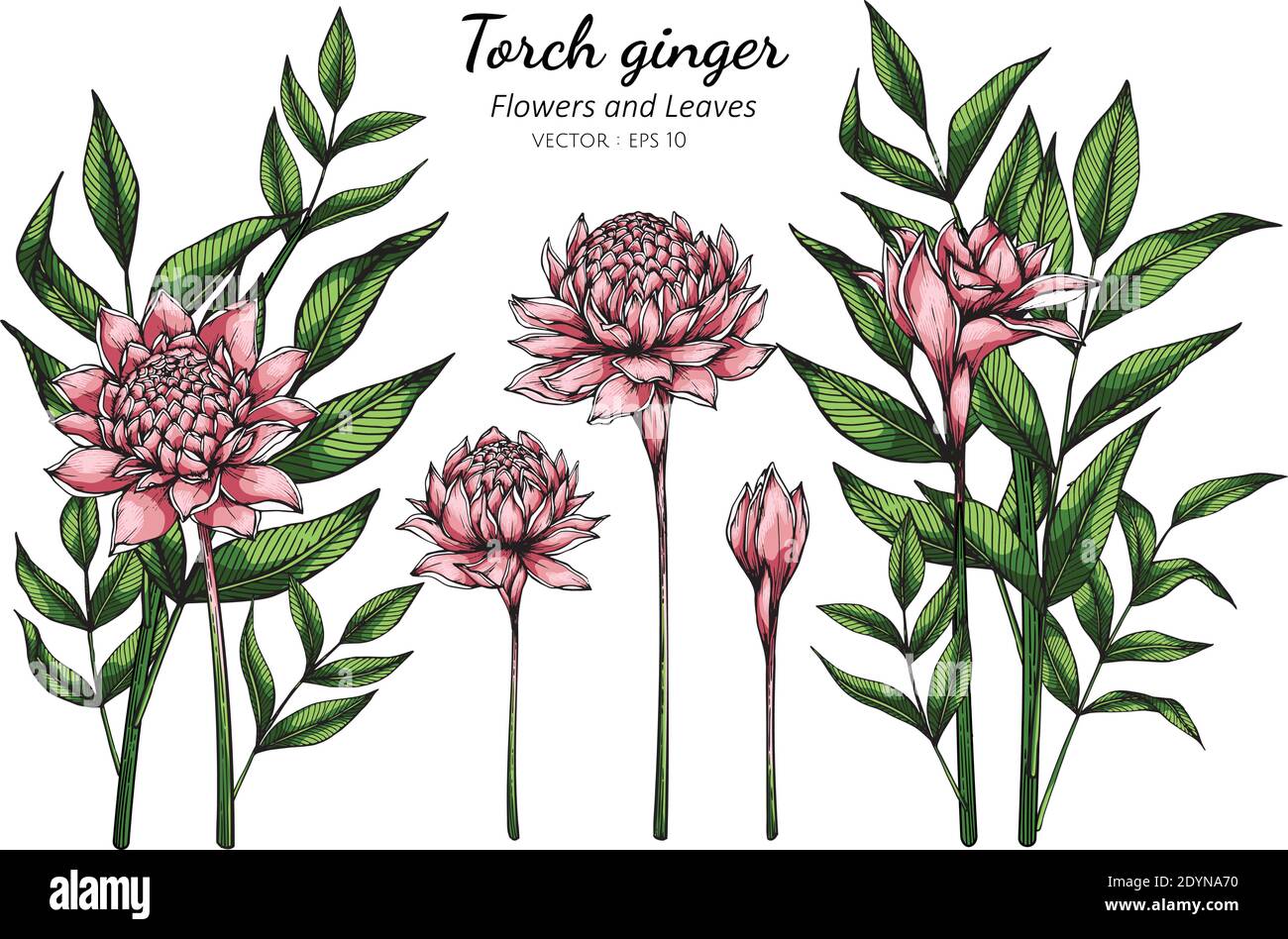 Set of Pink Torch ginger flower and leaf drawing illustration with line