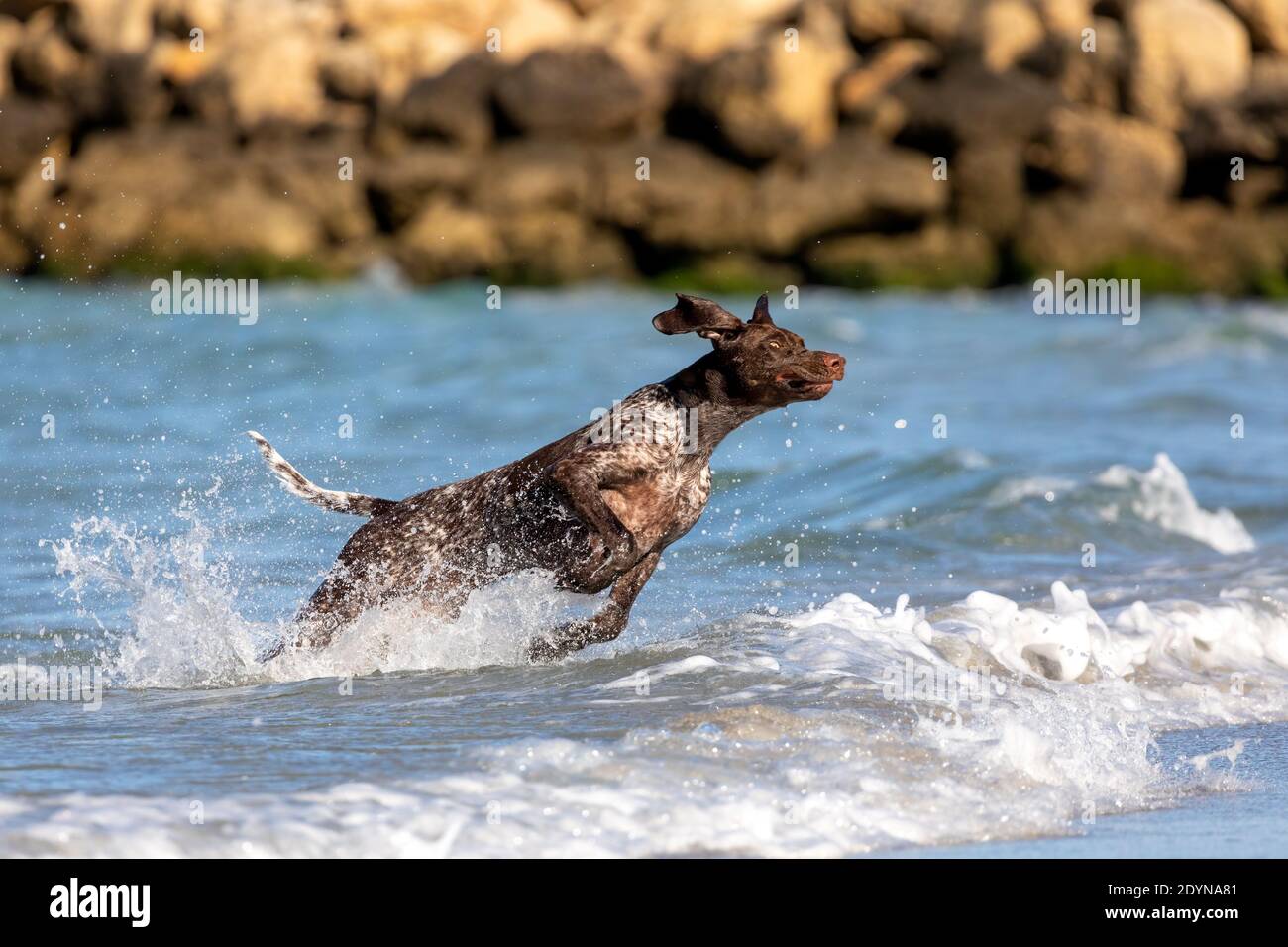 German shorthaired pointer leaping through the shallow water at the beach. Stock Photo