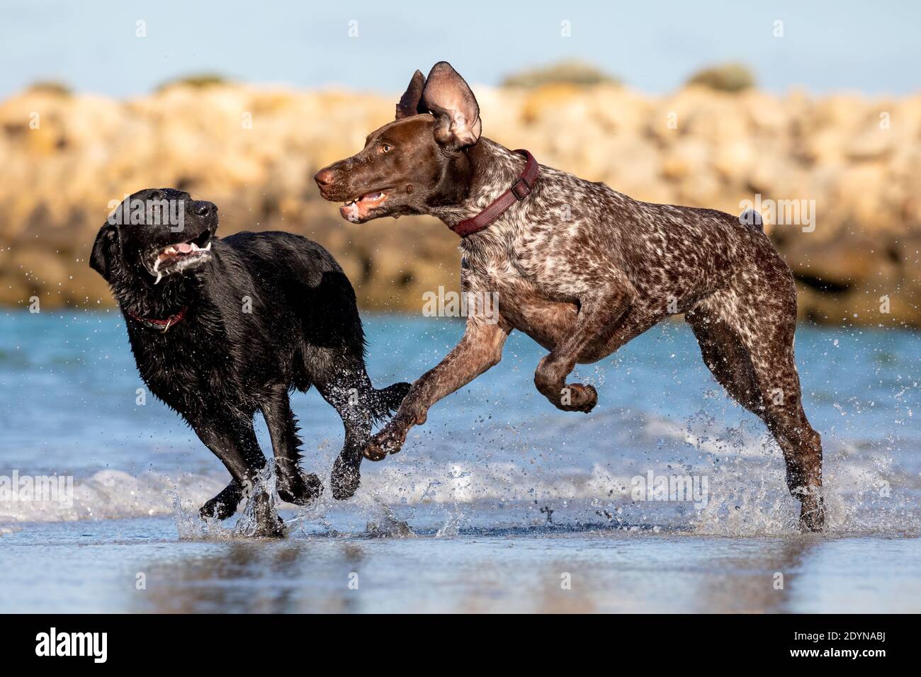 German shorthaired pointer and a black Labrador playing in the shallow  water at the beach Stock Photo - Alamy