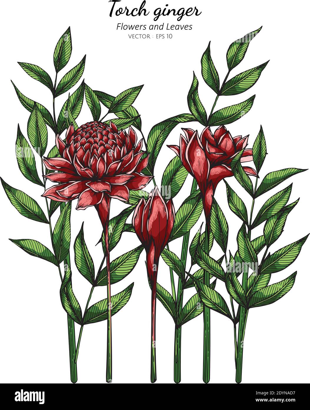 Red Torch ginger flower and leaf drawing illustration with line art on