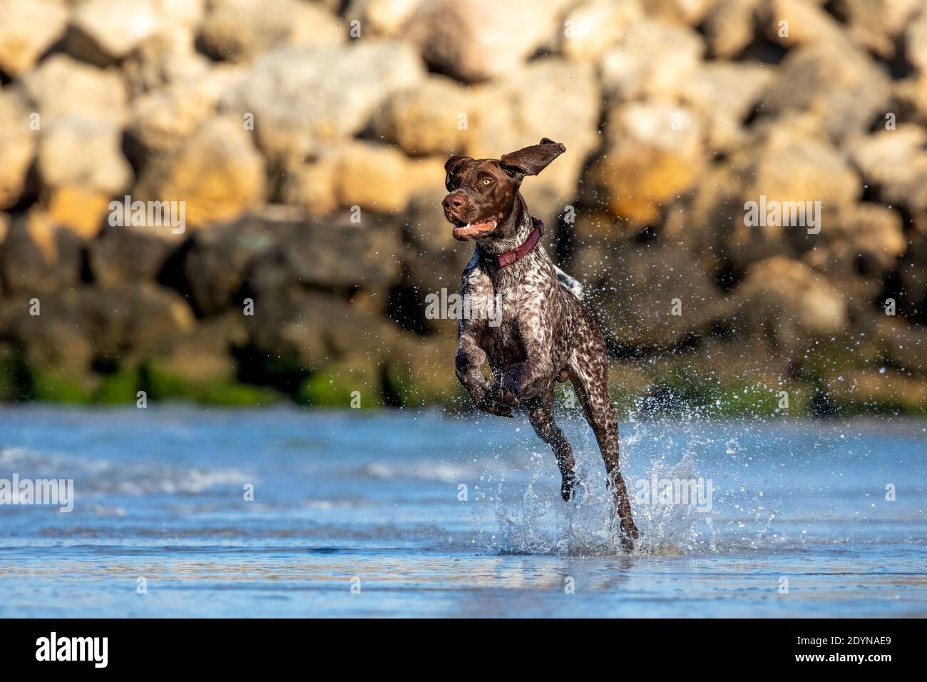 German shorthaired pointer playing in the shallow water at the beach. Stock Photo