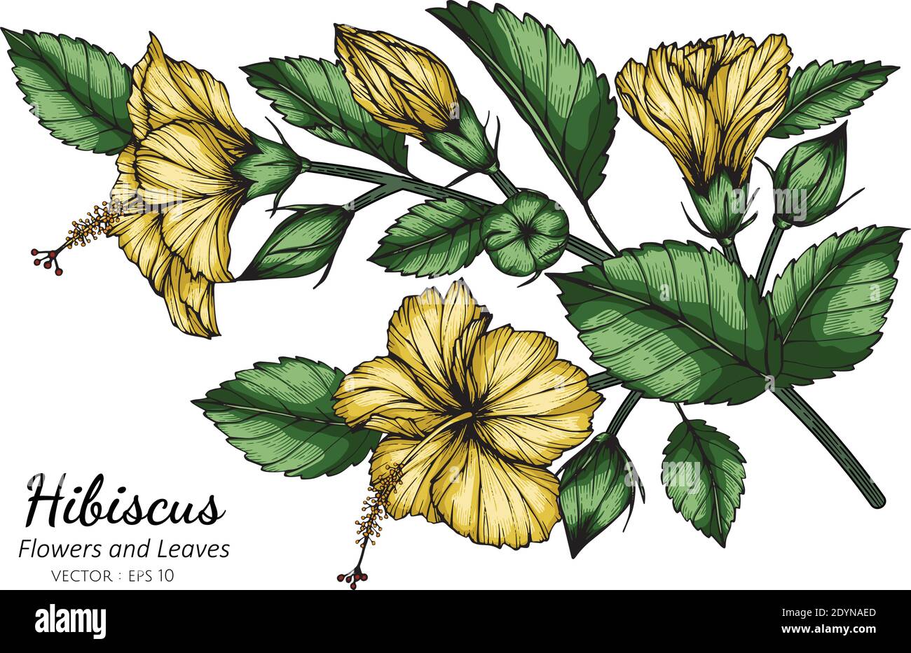 Yellow Hibiscus flower and leaf drawing illustration with line art on