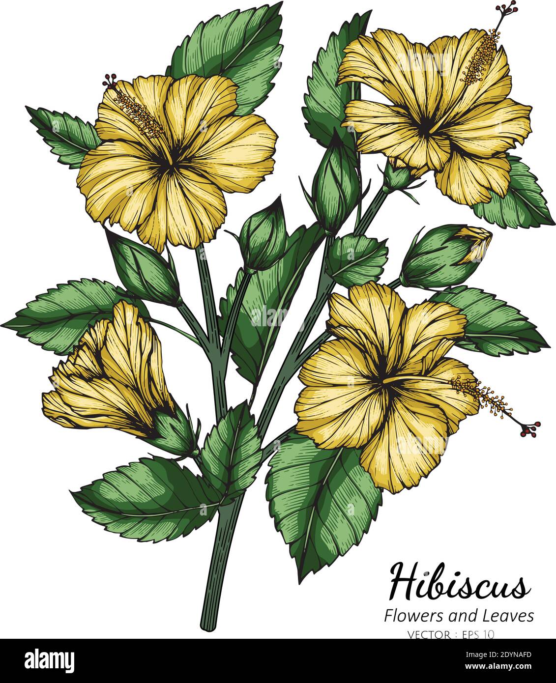 Yellow Hibiscus flower and leaf drawing illustration with line art on white backgrounds Stock