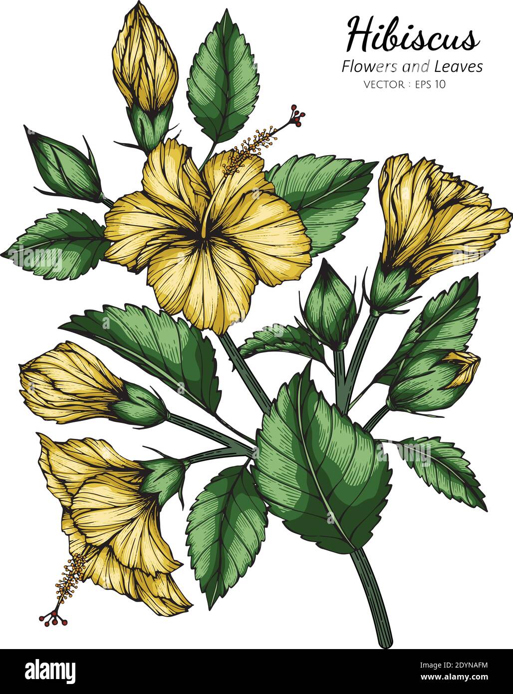 Yellow Hibiscus flower and leaf drawing illustration with line art on white backgrounds Stock