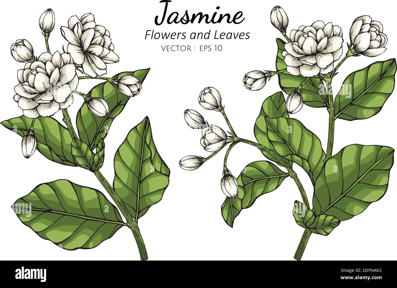 Hand drawn jasmine flower illustration with line art on white