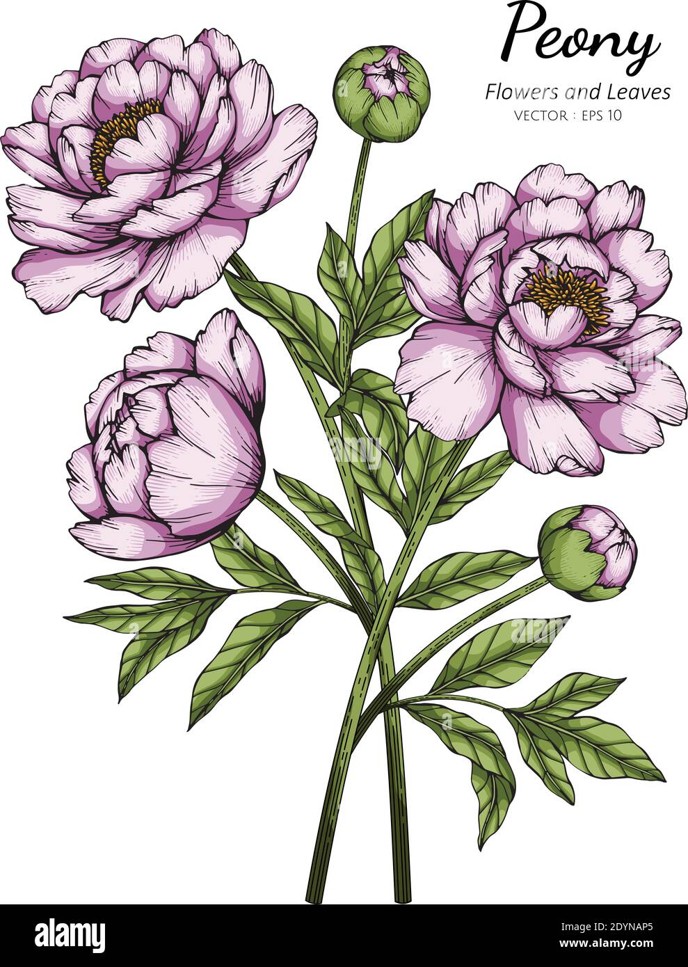 Pink Peony flower and leaf drawing illustration with line art on white ...