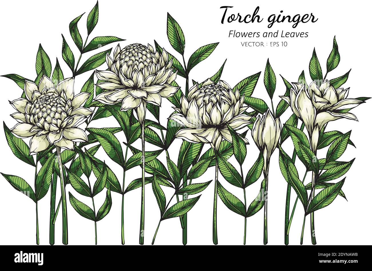 White Torch ginger flower and leaf drawing illustration with line art