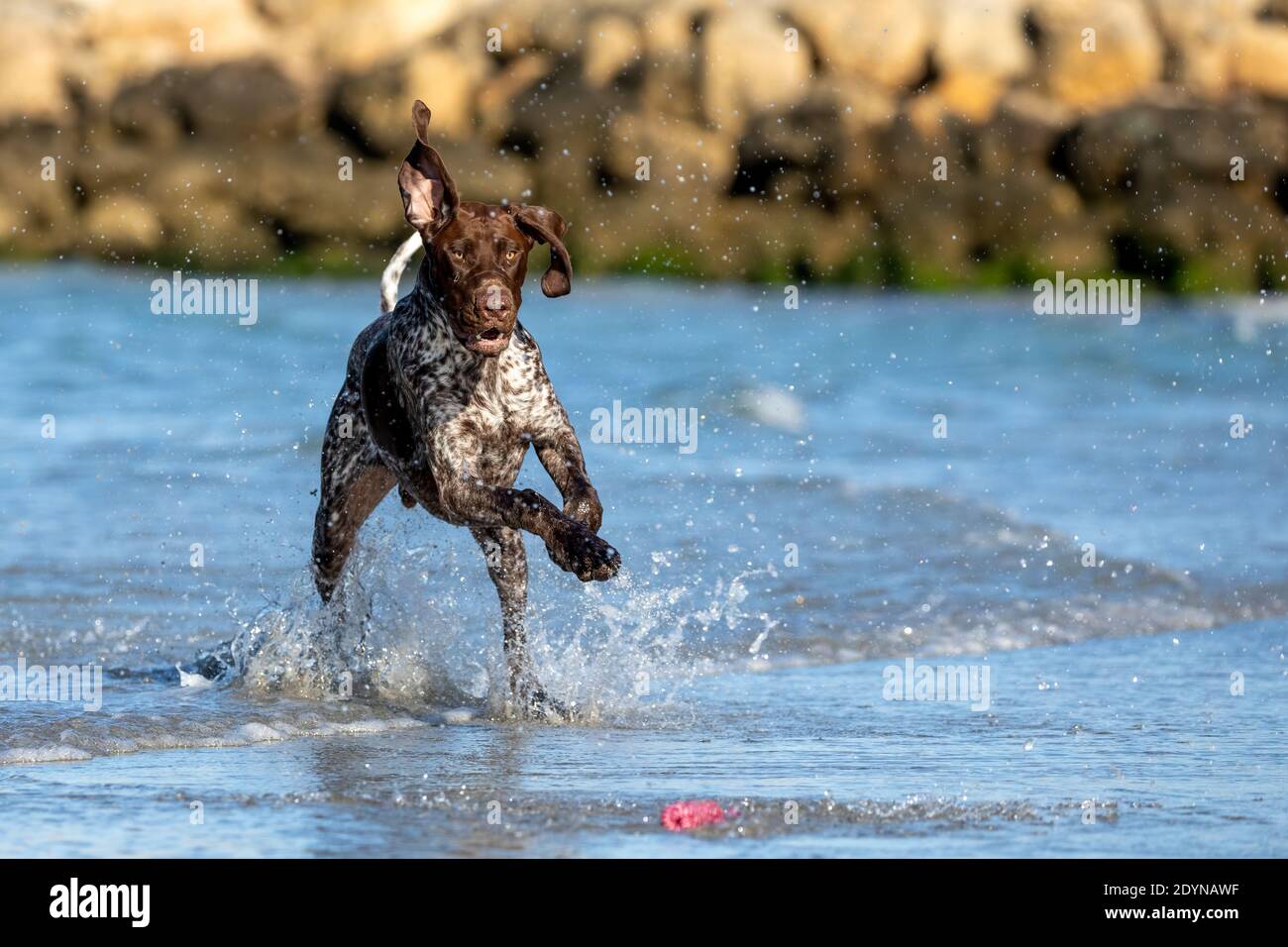 German shorthaired pointer playing with a toy in the shallow water at the beach. Stock Photo