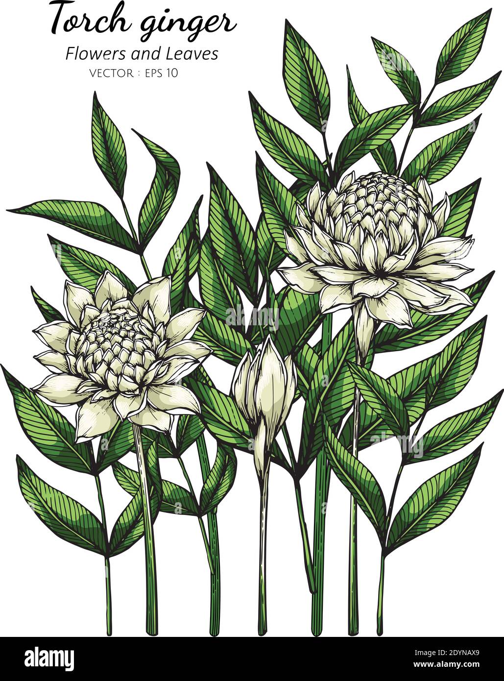 White Torch ginger flower and leaf drawing illustration with line art