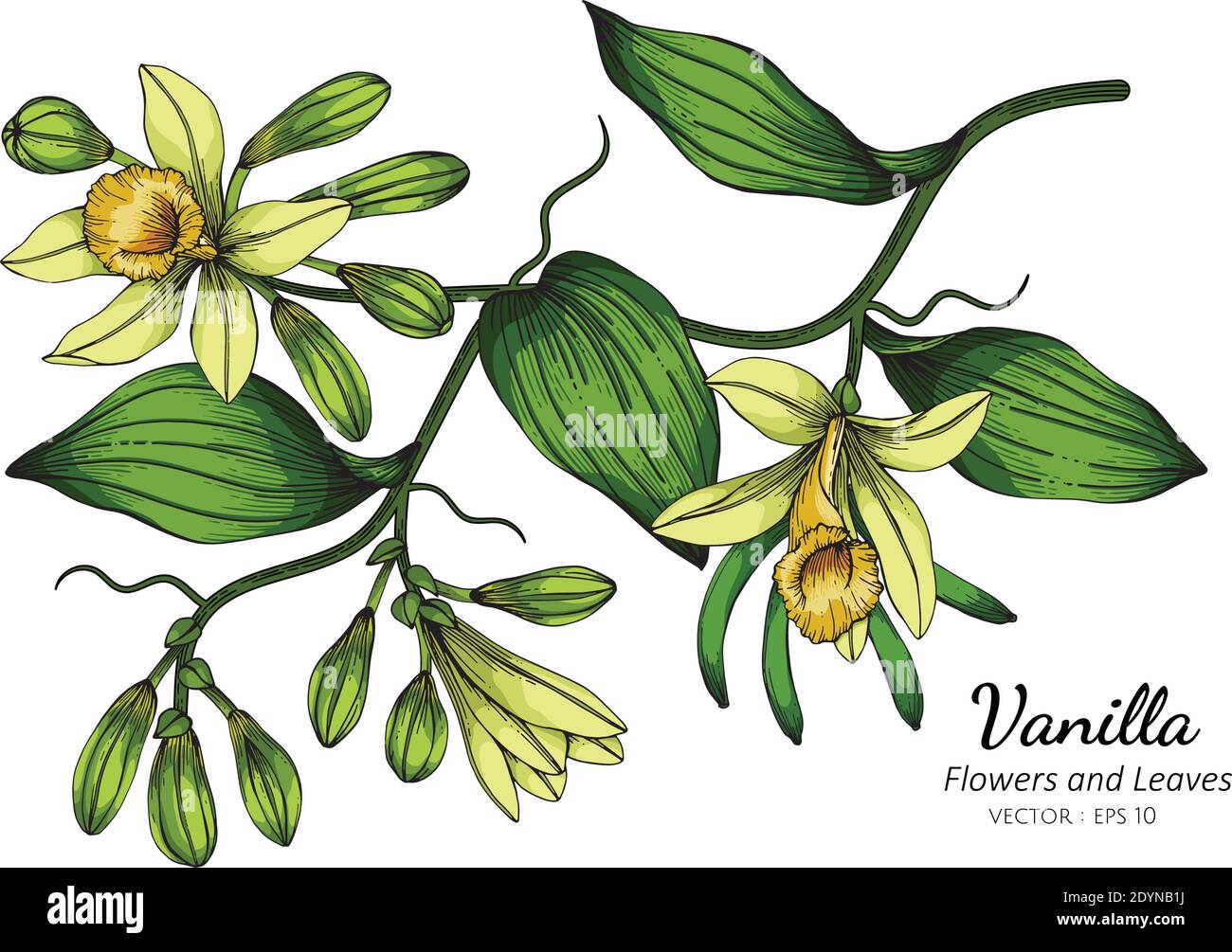 Vanilla plant illustration hi-res stock photography and images - Alamy