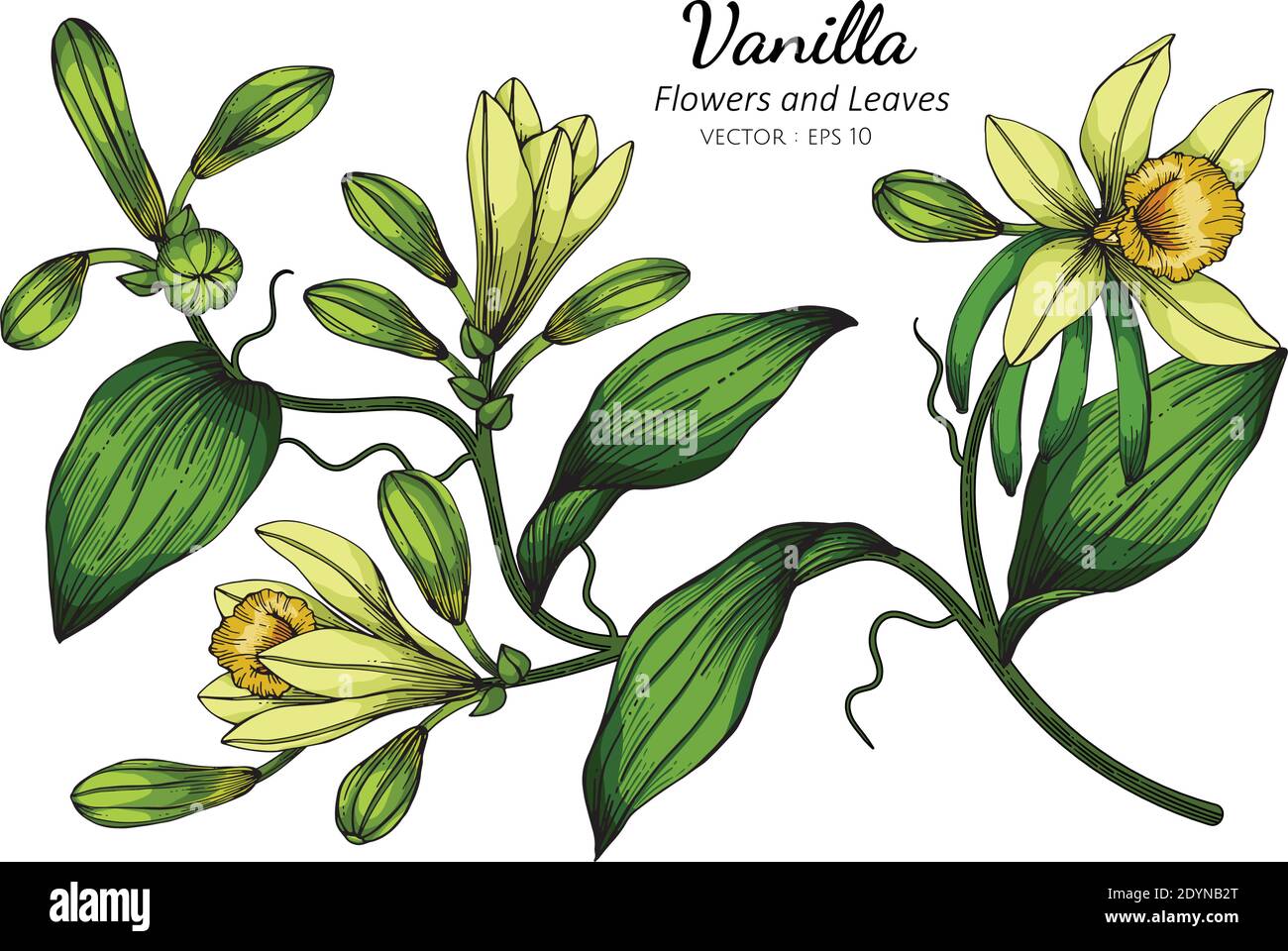 Vanilla flower and leaf drawing illustration with line art on white ...