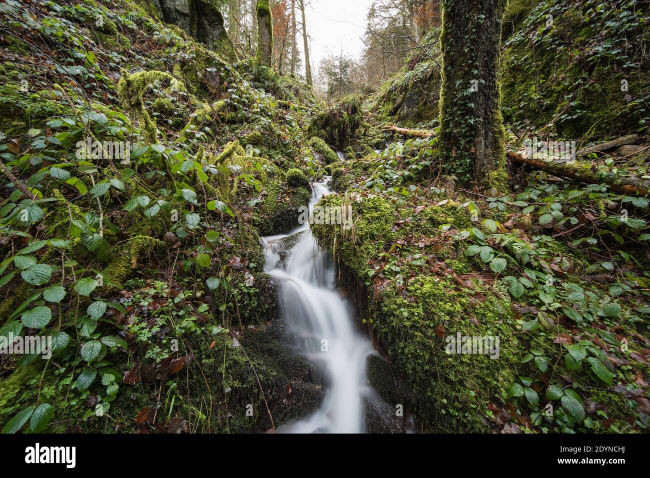 Gorge with a brook in the black forest in Germany, it is the ...