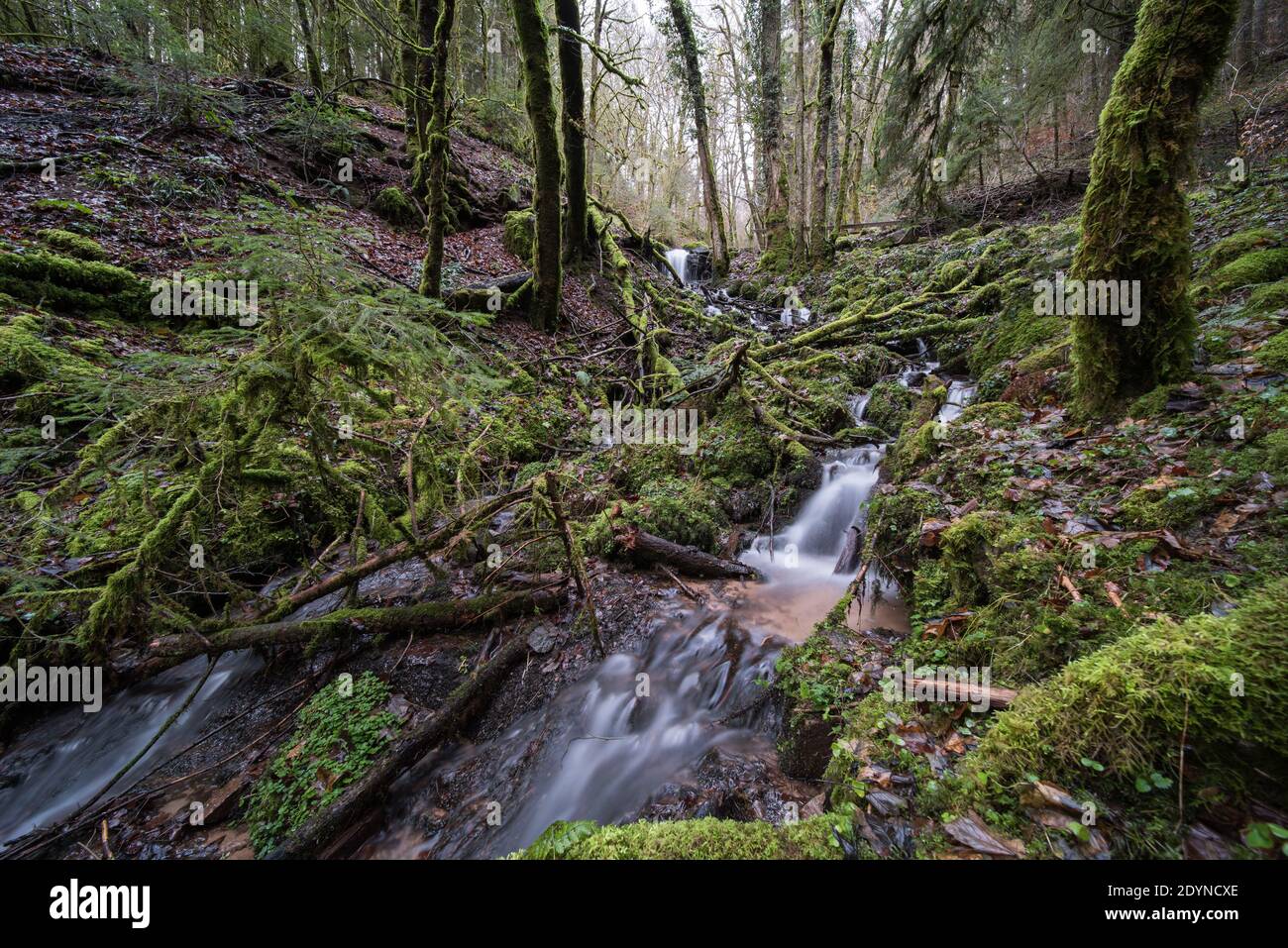 Gorge with a brook in the black forest in Germany, it is the ...