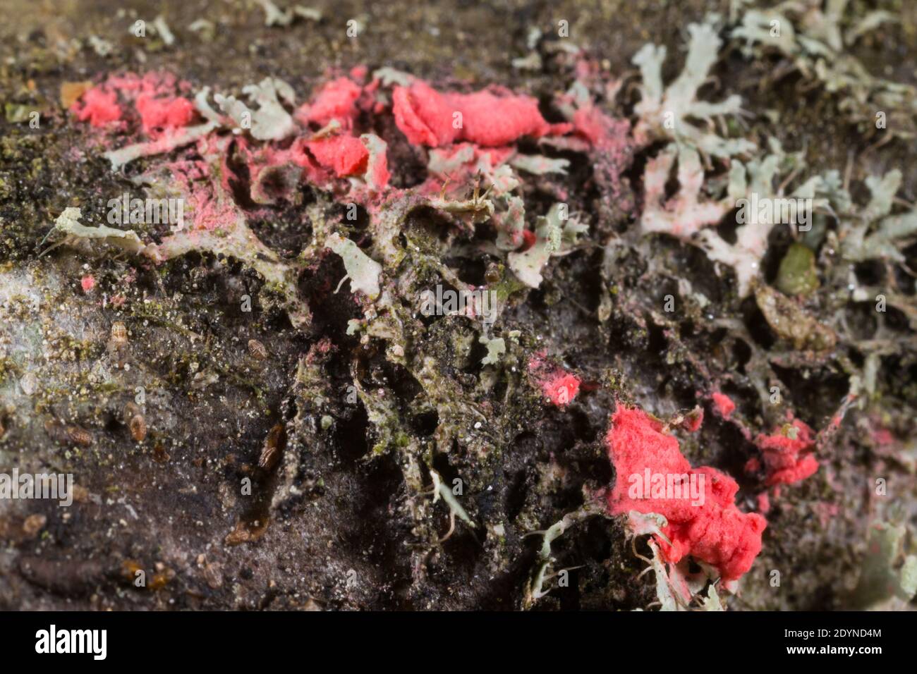 Lichenicolous fungi (Illosporiopsis christiansenii) Stock Photo