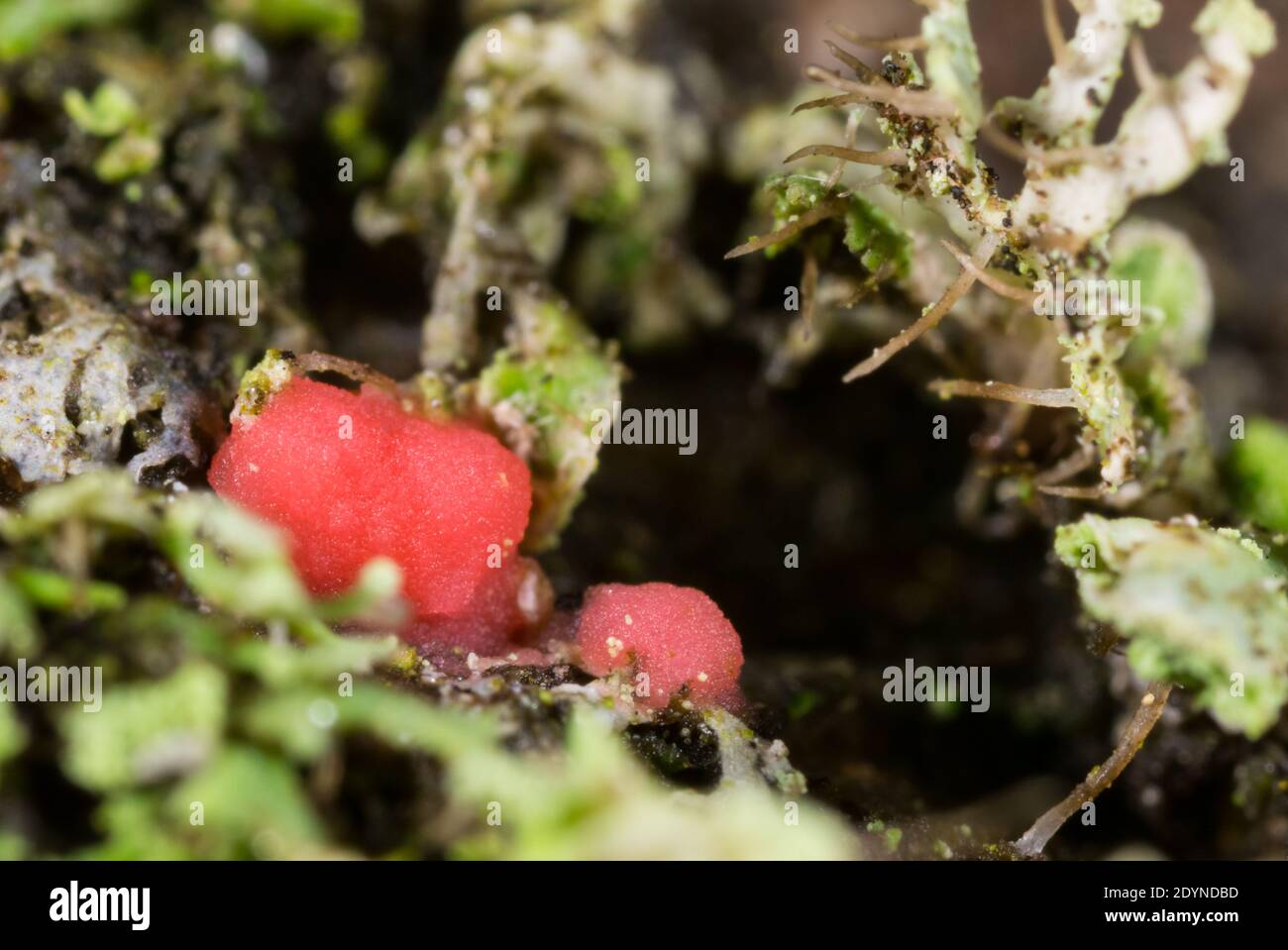 Lichenicolous fungi (Illosporiopsis christiansenii) Stock Photo