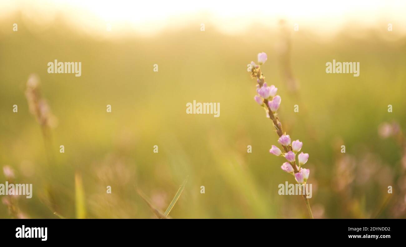 Close-up of a blooming pink flower in spring with blurred field background Stock Photo