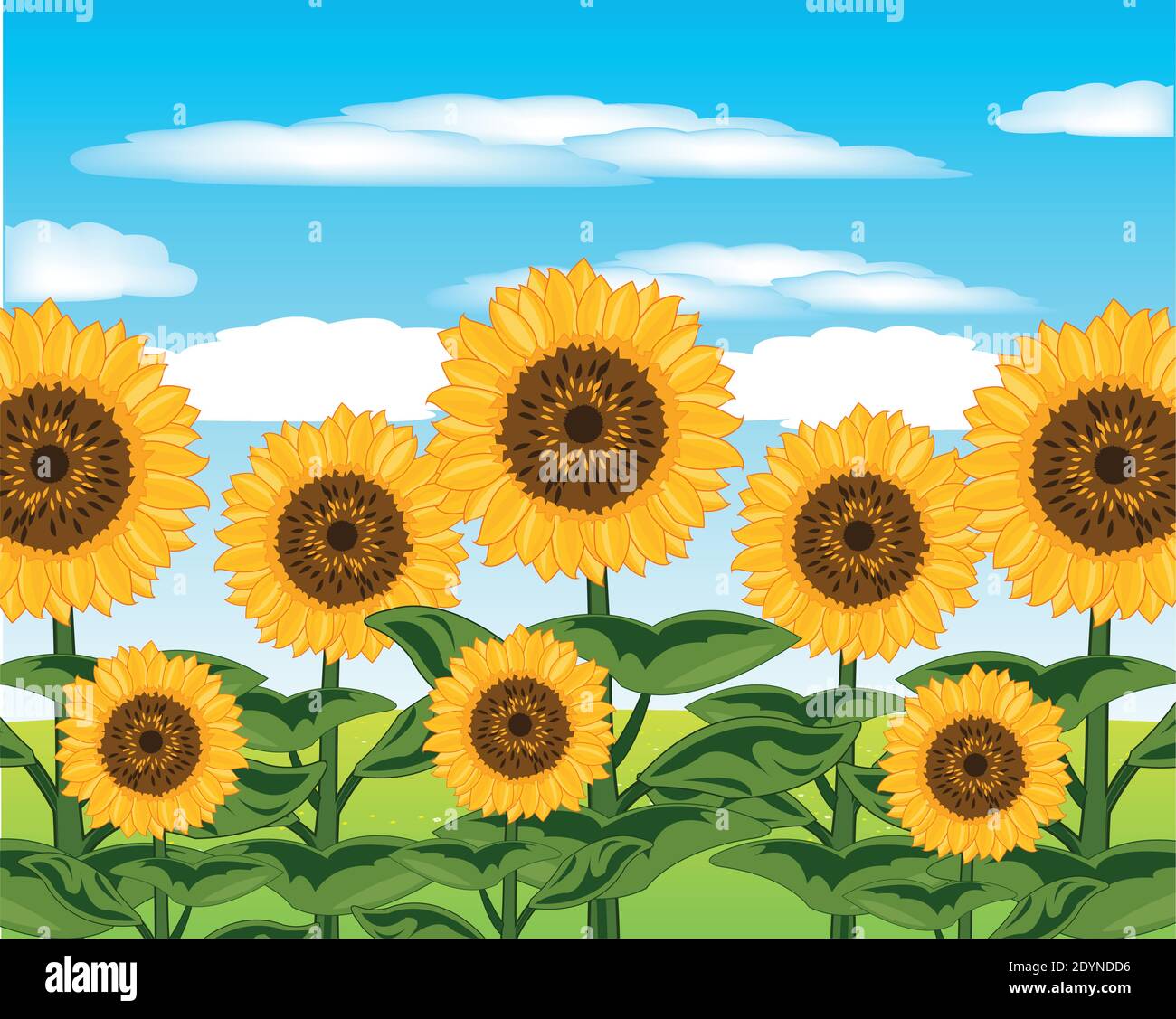 Bright and colorful landscape of the field with plant sunflower year