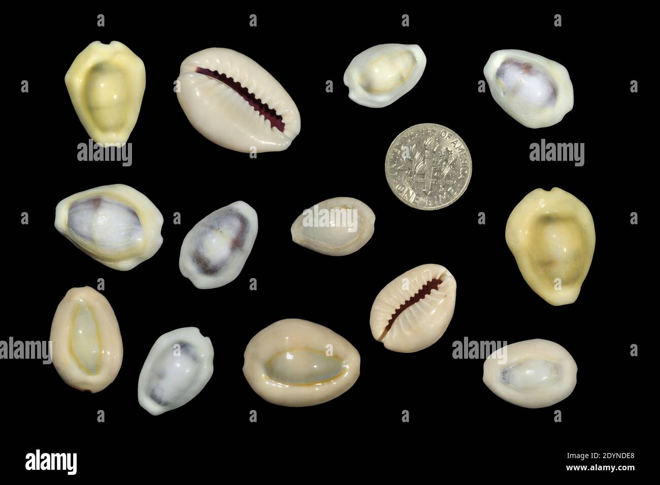 A collection of 'money cowrie' shells, used as currency on some Pacific and Indian Ocean countries, with a US dime for scale Stock Photo