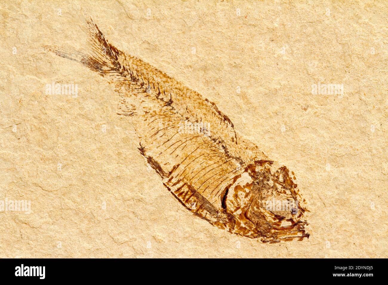 Fossil of Knightia sp., a freshwater fish from the Eocene Era (56-39.9 million years ago) Stock Photo