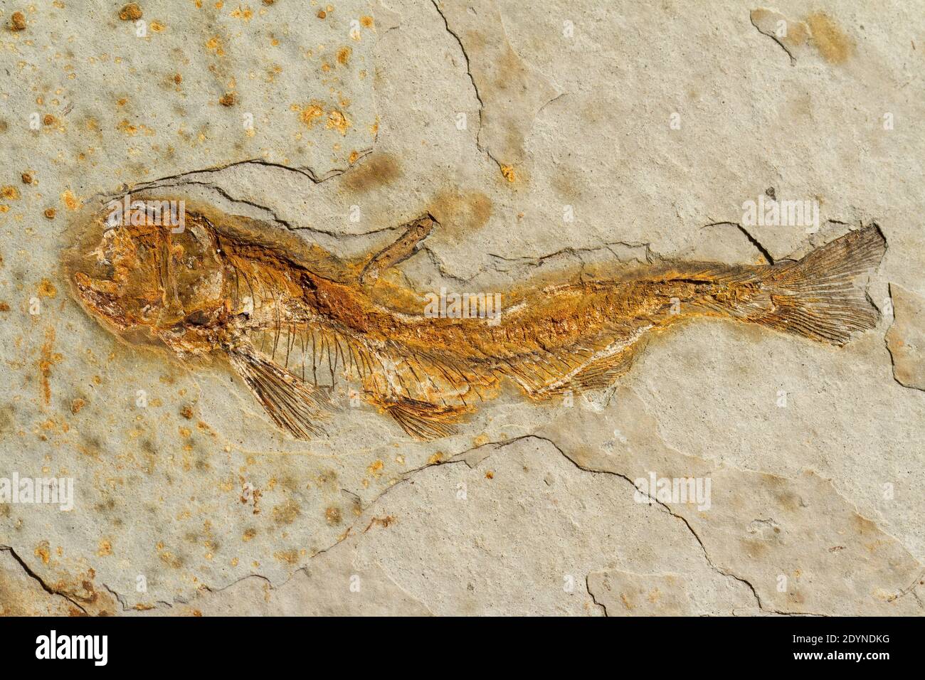 Lycoptera sp., a fossil fish from Liaoning, China, dating back to the Lower Cretaceous Period (110 million years ago) Stock Photo