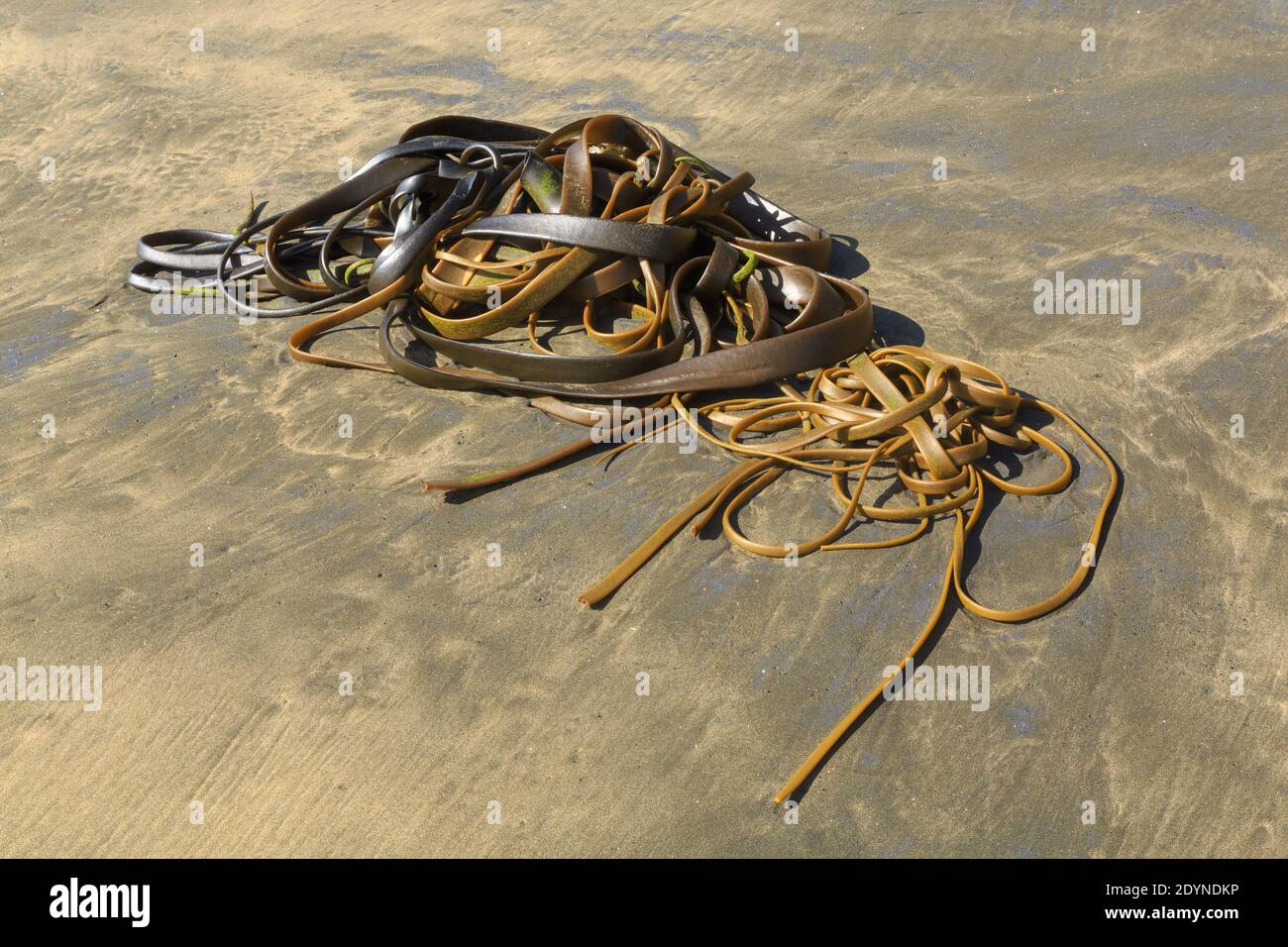 A tangle of brown kelp (Durvillaea antarctica) on a beach in New Zealand Stock Photo
