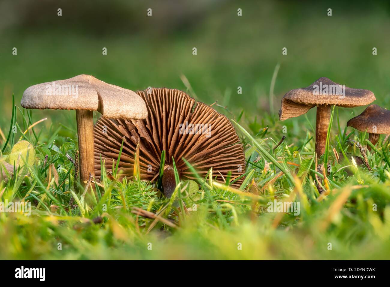 Small brown slimy lamellar mushrooms on the lawn against a blurred green background Stock Photo