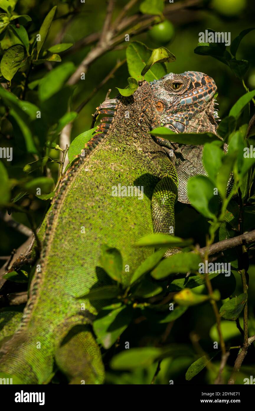 Green Iguana in a lemon tree in Penonome, Cocle province, Republic of Panama. Stock Photo